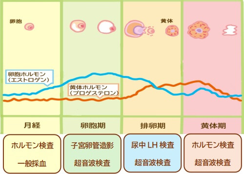 女性側の検査